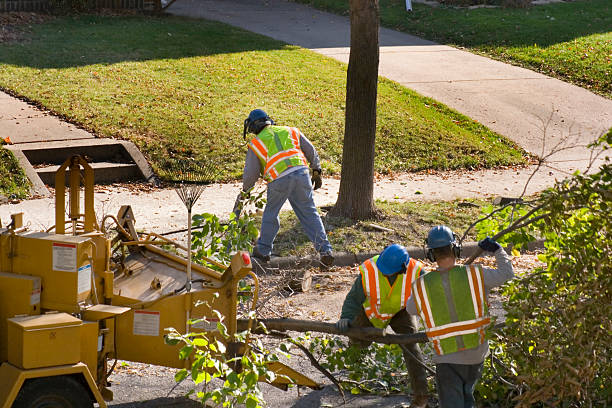 Best Tree Cutting Near Me  in Bull Shoals, AR